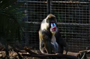 MANDRILL-03